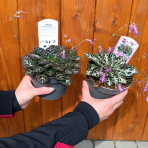 Primulina sinovietnamica 'VELVET MIST' - výška 5 cm, ⌀ 10-15 cm, kont. C1L